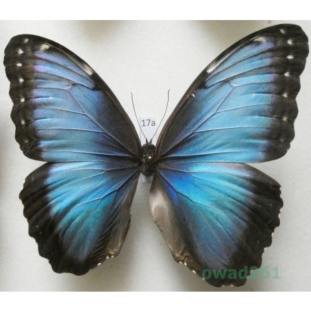 Morpho peleides Kollar, 1850 male Costa Rica 105mm17a